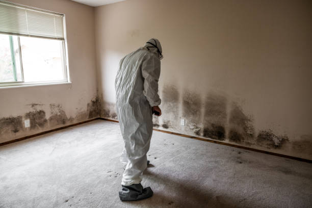 Best Asbestos and Lead Testing During Mold Inspection  in Carbon Hill, AL